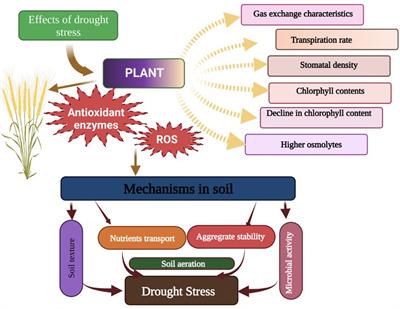 The critical role of biochar to mitigate the adverse impacts of drought and salinity stress in plants